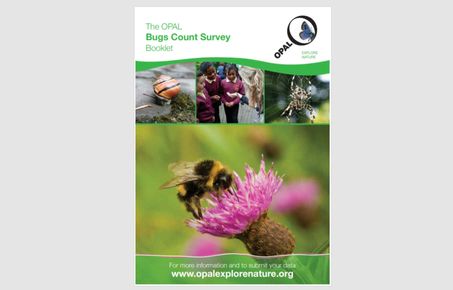 bugs count survey booklet
