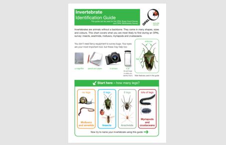 invertebrate id guide