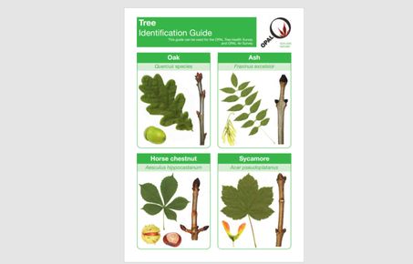 tree species id guide