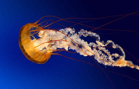 A jellyfish