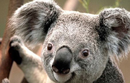Head shot of a Koala in a tree