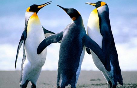 3 emperor penguins on a beach