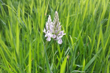 Dactylorhiza fuchsii