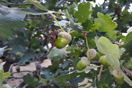 Acorns