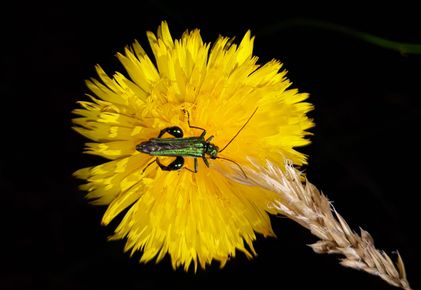 Insect on yellow flower