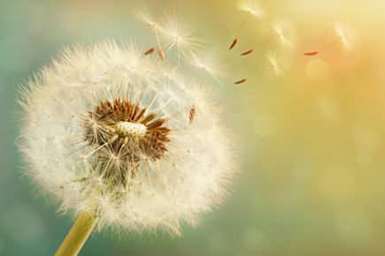 A picture of a dandelion