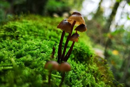 Image of fungi taken by the Pilar Juniper Lab