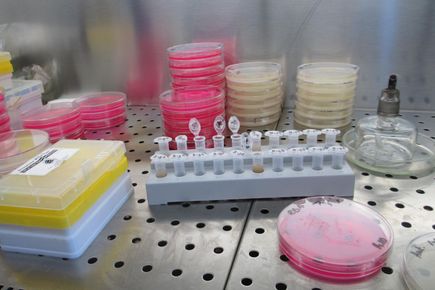 Petri dishes stacked inside a fume hood, with other lab equipment