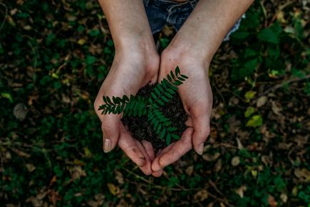 seedling in hands