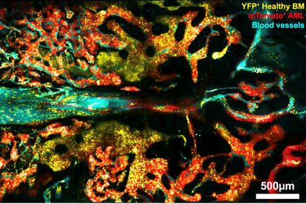 Cell developmental biology theme