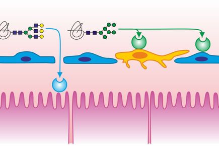 Glycobiology theme