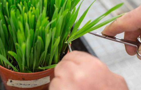 Plant health