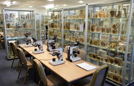 HAU pathology museum