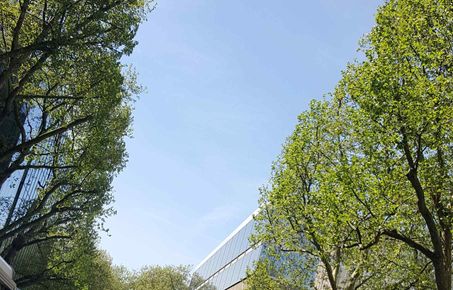 Blue sky and trees on campus