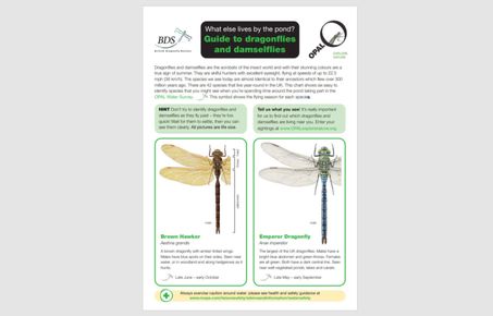 dragonflies guide