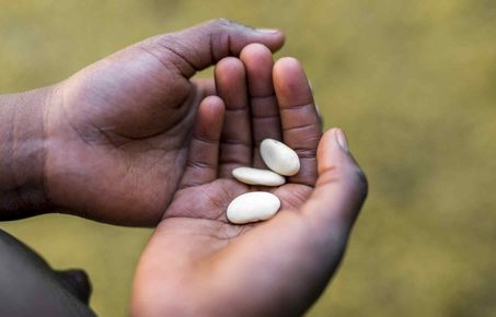 Beans in hand