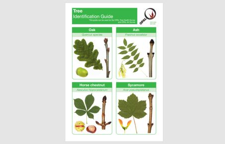 tree guide