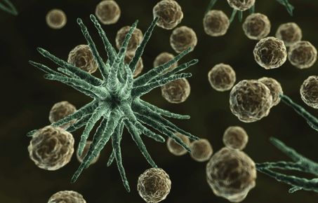 Immunology and Inflammation
