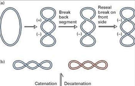 Mathematics in Medicine