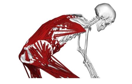 spine