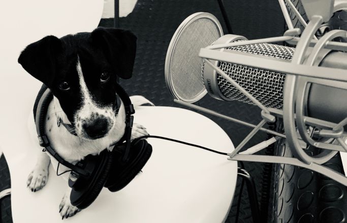 Puppy with headphones round his neck underneath a microphone in a recording studio