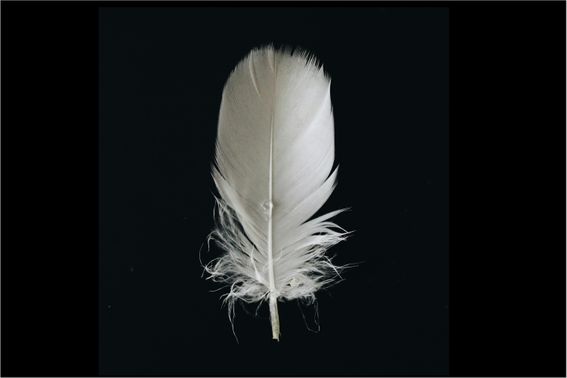 white feather on a black background