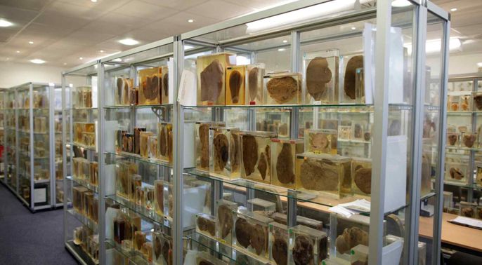 Pathology museum