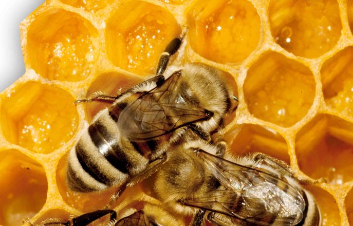 Bees on a honeycomb 