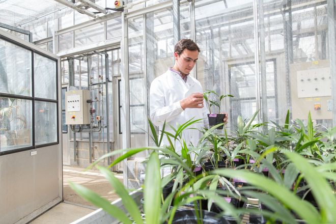 A researcher in a greenhouse examines the leaf of a plant in a pot, with other plant pots in a tray
