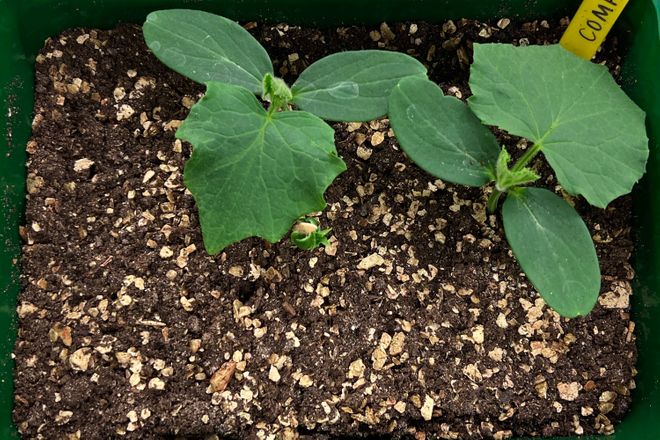 Green vegetation growing in compost