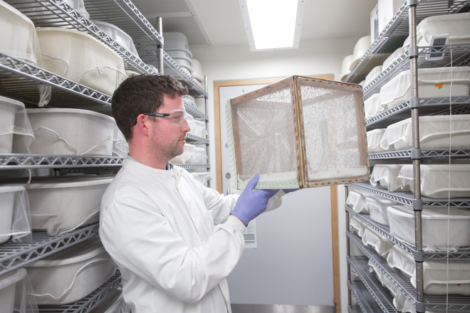 Researcher in the Baum laboratory examines cages of adult Anopheles stephensi mosquitos