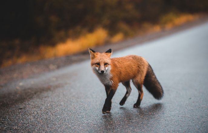 Image of Fox for Wildlife Stocktaking
