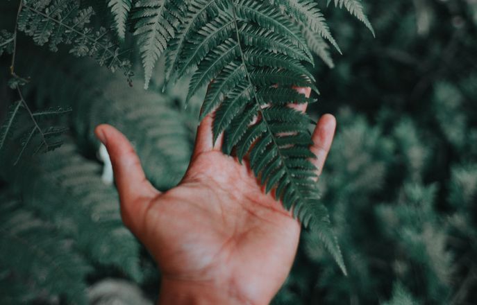 hand touching tree