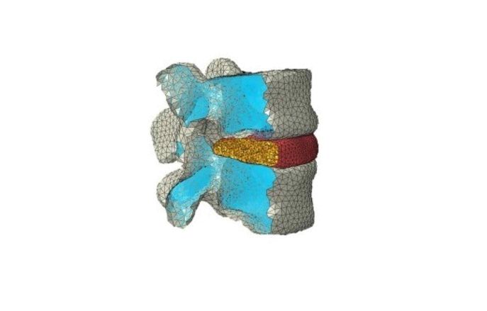 vertebrae