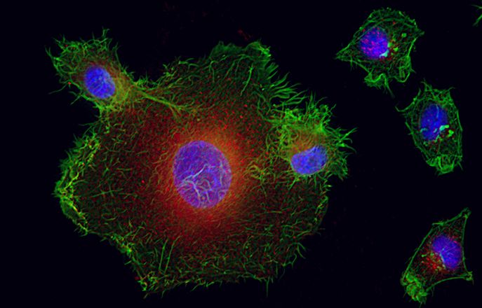 MRes Chemical Biology