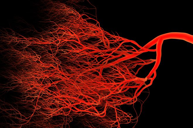 Blood vessels
