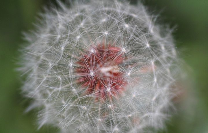 Close up of a dandelion flower going to seed