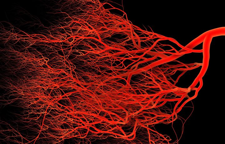 Blood vessels