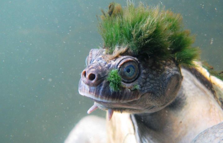 Punk Turtle