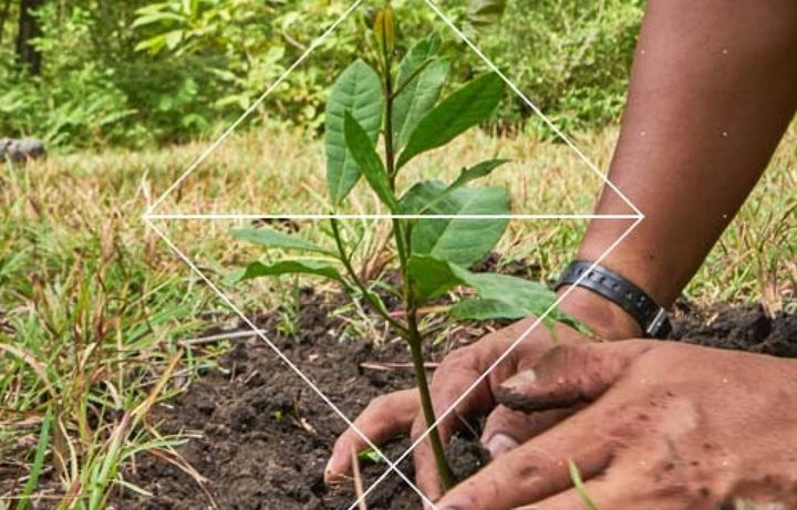 Person planting a tree