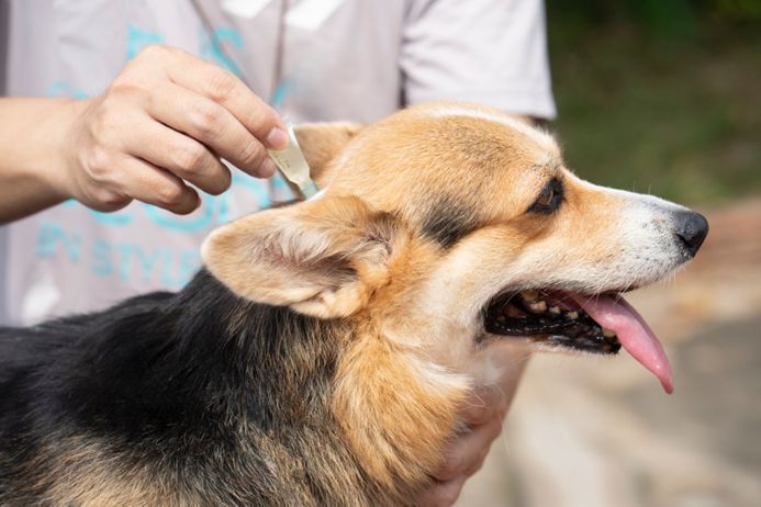 Man applying tick and flea prevention treatment and medicine to his dog or pet