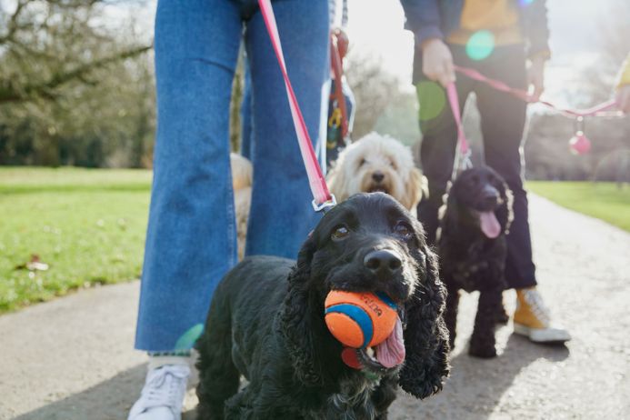 Canine members of the Dog Society