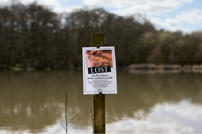 A sign showing the disappearance of a rare alligator