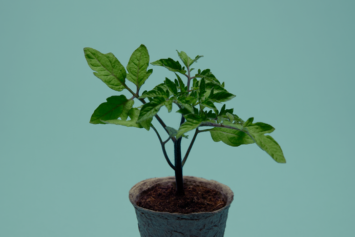 A young tomato plant