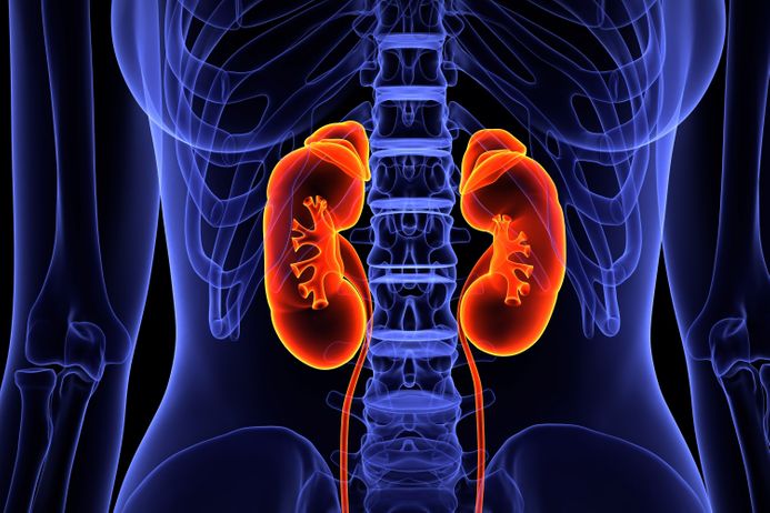 A picture of a colour digital image highlighting kidneys in a human