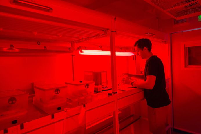 A researcher opens a box containing insects in a lab lit with red light
