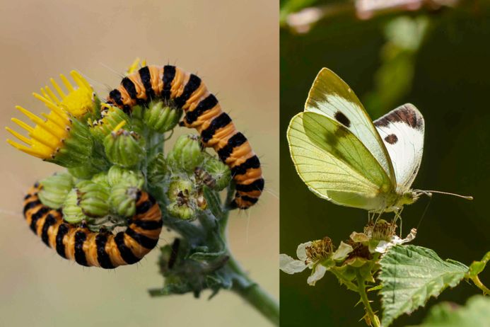 Caterpillars and Butterfly