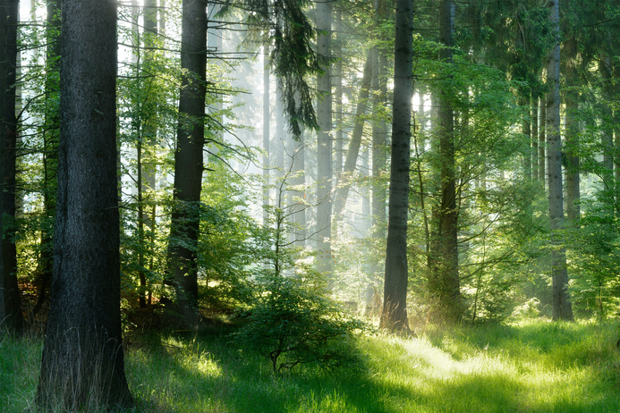 Sunlight filters through a deep green forest