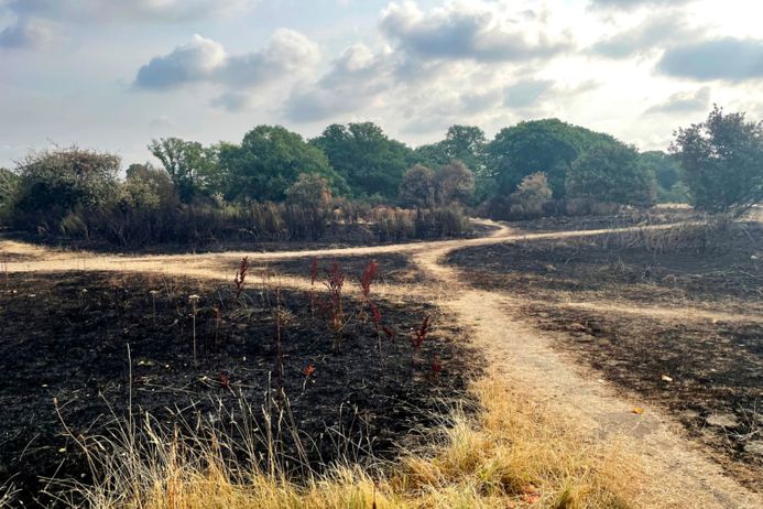 Scorched earth showing the aftermath of a grass fire in Epping Forest