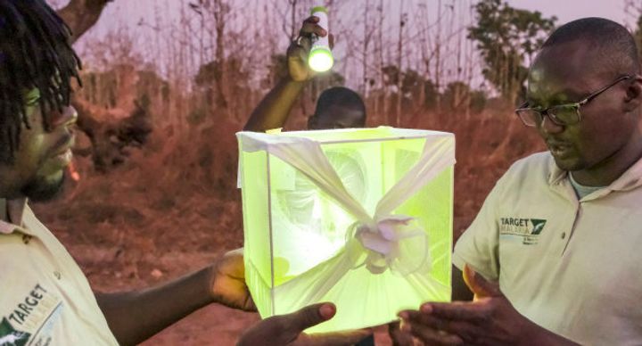 Scientists in Africa light up a mosquito cage with a torch